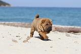 SHAR-PEI 161